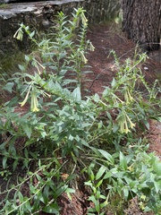 Lithospermum macromeria