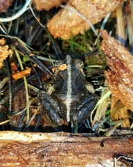 Eupsophus vertebralis