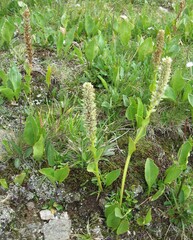 Lagotis integrifolia