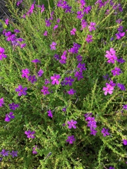 Jamesbrittenia microphylla