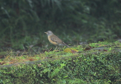 Turdus obscurus