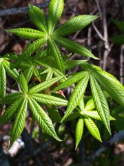 Aesculus glabra arguta