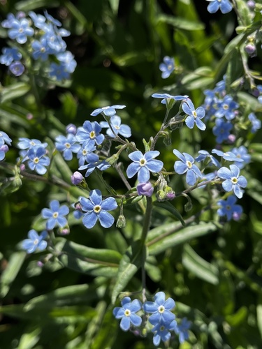 Hackelia micrantha