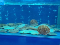 Mimachlamys crassicostata