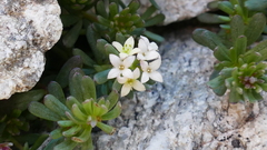 Galium cometerhizon