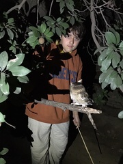 Otus bakkamoena