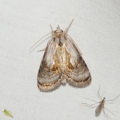 Chrysanympha formosa