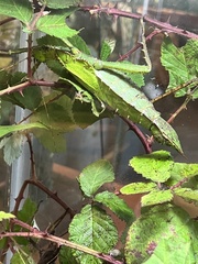 Heteropteryx dilatata