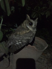 Otus bakkamoena