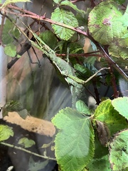 Heteropteryx dilatata