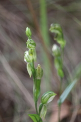 Pterostylis smaragdyna