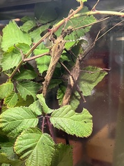 Heteropteryx dilatata