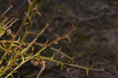 Acacia stenoptera