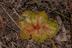 Drosera magna