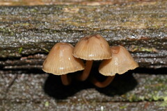 Mycena tuvara