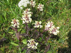 Pedicularis compacta