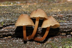 Mycena tuvara