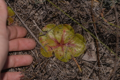 Drosera magna