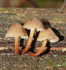 Mycena tuvara