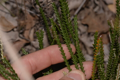 Banksia shuttleworthiana