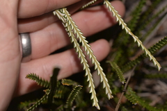Banksia shuttleworthiana