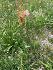 Rumex paucifolius