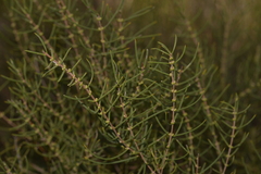 Hypocalymma angustifolium