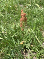 Rumex paucifolius