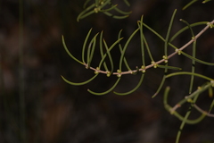 Hypocalymma angustifolium
