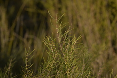 Hypocalymma angustifolium