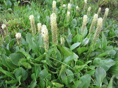 Lagotis integrifolia