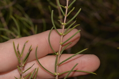 Hypocalymma angustifolium