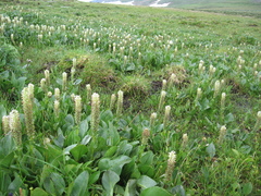 Lagotis integrifolia