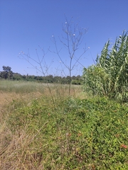 Cephalaria joppensis