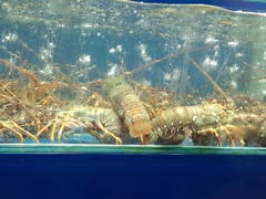 Panulirus ornatus