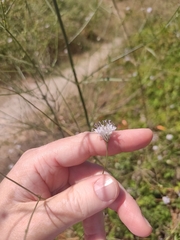Cephalaria joppensis