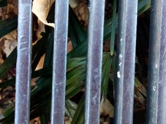 Trachycarpus fortunei