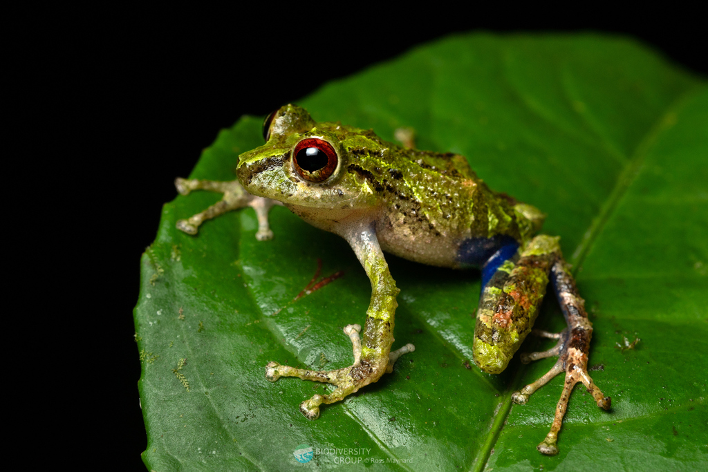 Blue-Thighed Rainfrog