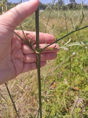 Cephalaria joppensis