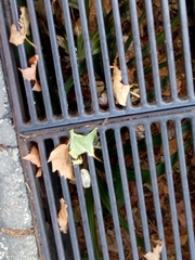 Trachycarpus fortunei