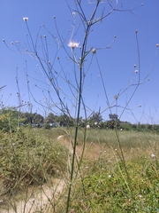 Cephalaria joppensis