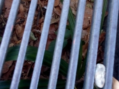 Trachycarpus fortunei