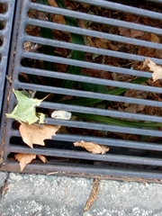 Trachycarpus fortunei