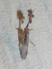 Leptomantispa pulchella