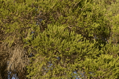 Melaleuca preissiana