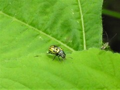 Zygogramma signatipennis