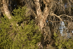Melaleuca preissiana