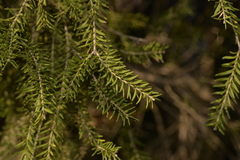 Melaleuca preissiana
