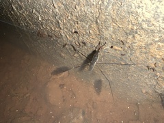 Limnometra