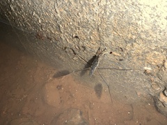 Limnometra